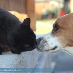 Hund und Katze