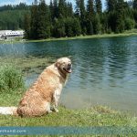 Teichalm Hund Ausflug Teichalmsee