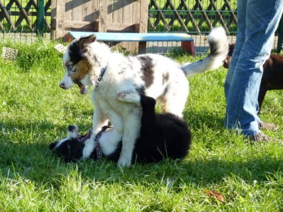 Welpengruppe Border Collie Australien Shepherd Spiel