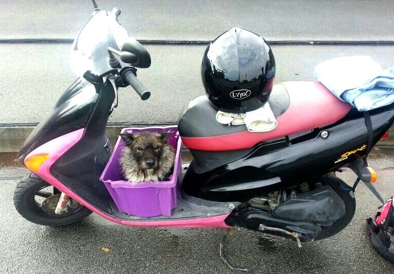 Hund auf Roller von Polizei gestoppt Aktuelles Hund