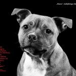 Listehunde Rassenliste Hunde