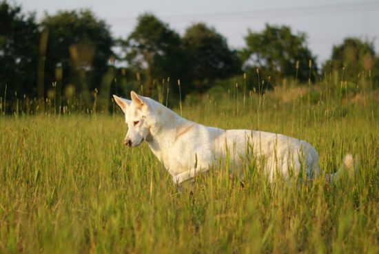 Vorstehen Hund Mäusejagd