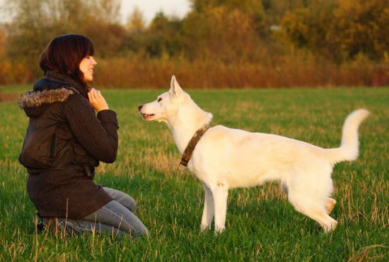Schäferhund-Husky-Mix Leckerchen