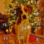 Adventskalender Hunde
