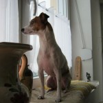 weihnachtsgeschichte-hund-luna-2010