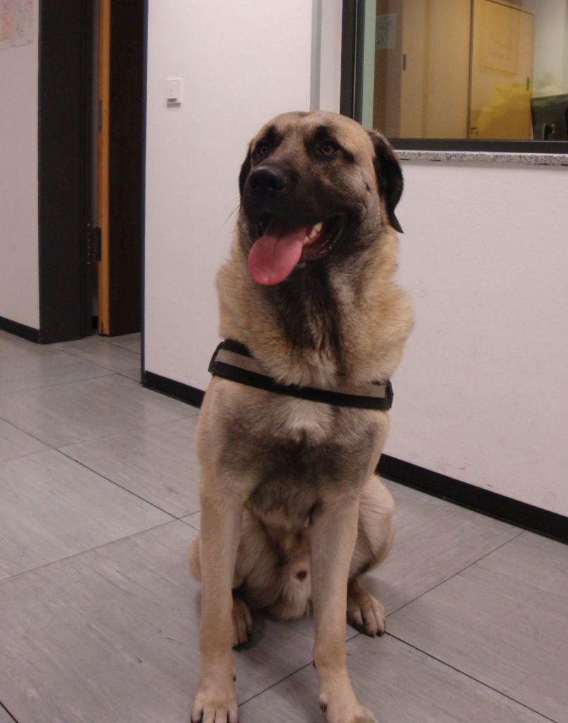 Hund Reis nahm Reißaus und fuhr mit Zug von Siegen nach Siegburg
