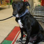 ausgesetzter-hund-tierschutz-oesterreich