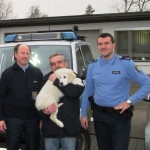 hundewelpe