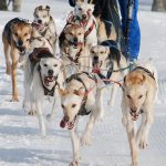 heinrich stahl interview