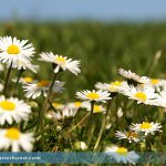 Gänseblumen Wiese