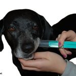 hund-erste-hilfe-fluessigkeit
