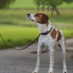 hund leine fragezeichen