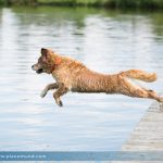 Hund Sprung Wasser