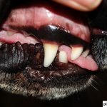 Hund Zahn Erste Hilfe