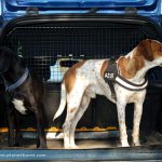 Hunde Auto Ratgeber