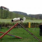 Agility Hund
