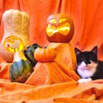 Halloween Katzen Hunde