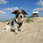 Hund Ostfriesland Urlaub
