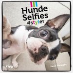 Hunde Selfies Hundebuch