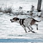 Hund Winter Schnee