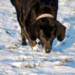 hunde im winter