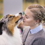 crufts-2015-australien-shepherd-jordan