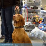 heimtiermesse giessen 016