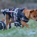 handicap-hunde-foxy-rolli