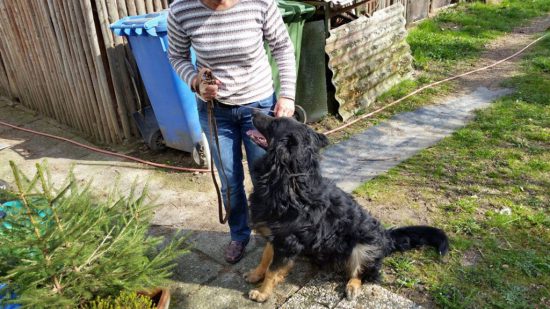 vermittlung_altdeutscher schaeferhund paul