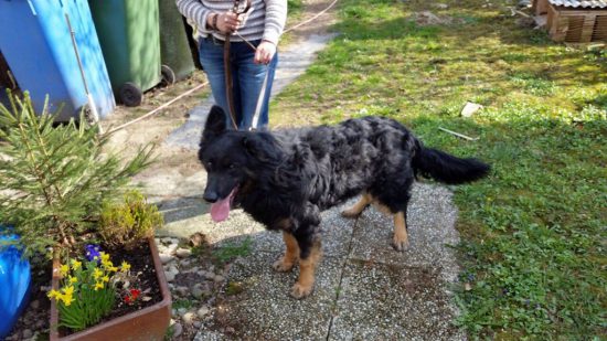 vermitttlung_altdeutscher schaeferhund paul2