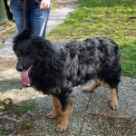 vermitttlung_altdeutscher schaeferhund paul3