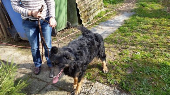 vermitttlung_altdeutscher schaeferhund paul4