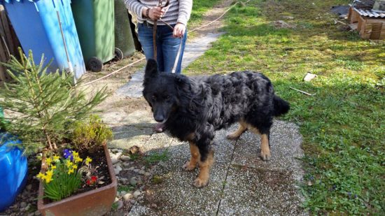 vermitttlung_altdeutscher schaeferhund paul5
