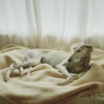 spanische-jagdhunde-fotobuch-usborne-6