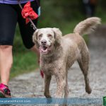 Joggen Hund