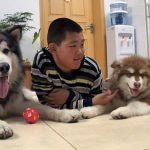 hunde-china-orf