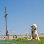 Wandern Hund Ratgeber