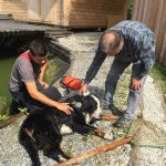 Hund vor Ertrinken gerettet