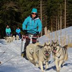 Schlittenhunde Les Paccots
