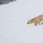 Hund im Schnee