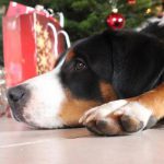 Hund Weihnachten
