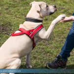 Hundeplatz Pfoten