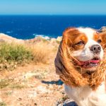 Urlaub Hund Frankreich