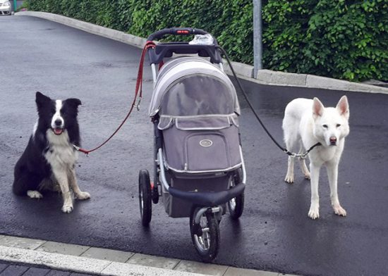 Hundebuggy und Hunde