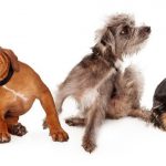 Hunde Allergie