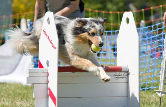 Cottbus Hundesport