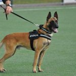 Zollhund