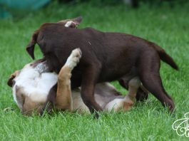 Spielende Welpen