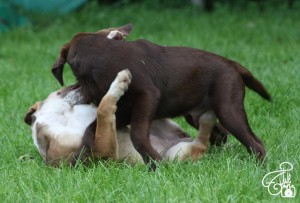 Welpen Spiel im Gras