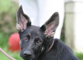 Dem Hund das Alleine Bleiben üben Welpe